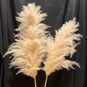 Pampas Grass 5 Stem